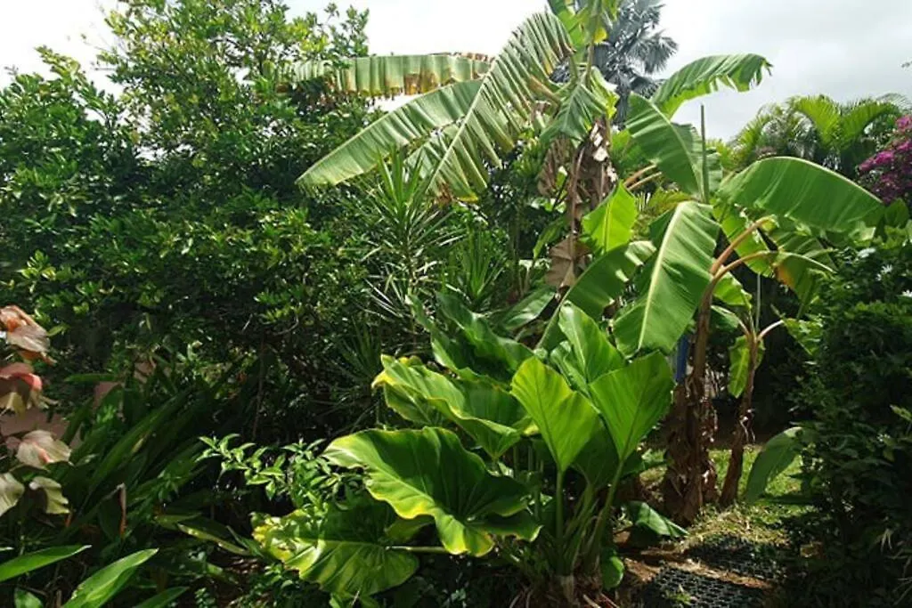 Bungalow Vue Mer Avec Jardin Sainte-Luce Martinique